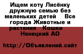 Ищем коту Лисёнку дружную семью без маленьких детей  - Все города Животные и растения » Кошки   . Ненецкий АО